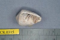 藏品(斑點真寄居蟹)的圖片